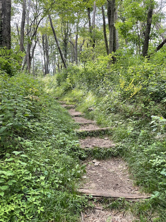 Natural staircase in lush wooded area